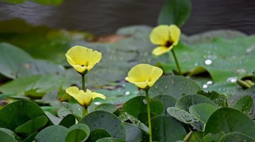 Invasive Pond Plants