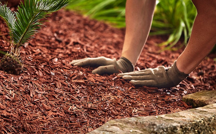 Different Kinds of Mulch That Are Best for Gardens