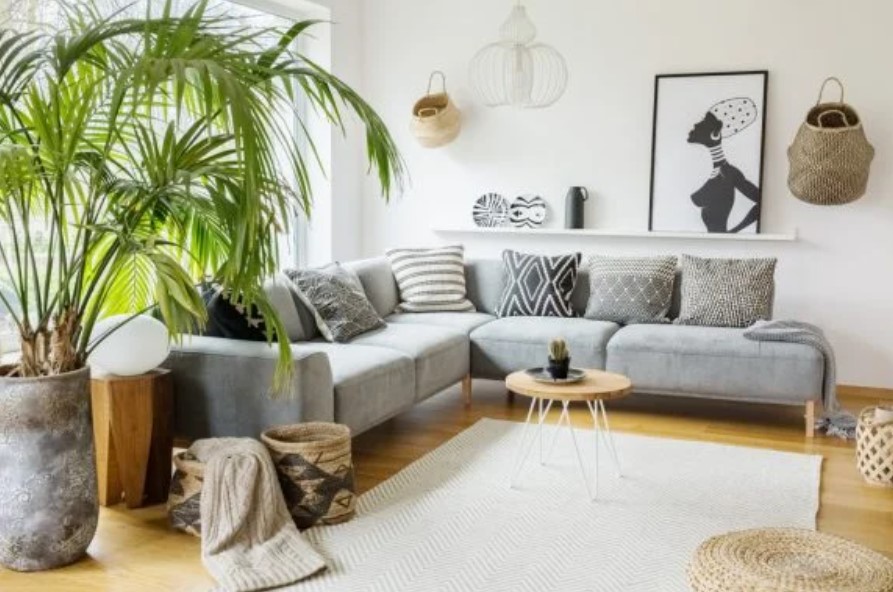 Kentia Palms as Living Room Centerpieces: Elevate Your Space with Tropical Elegance