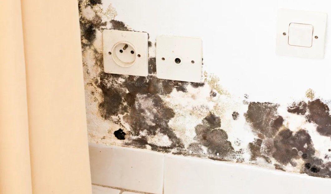 A Comprehensive Guide to Mold Remediation in Las Vegas